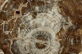 Polished Petrified Wood (Araucaria) Round - Madagascar #355324-1
